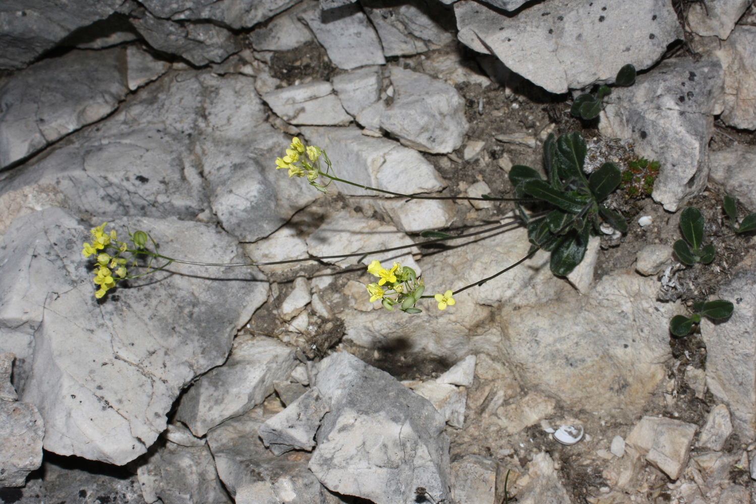 Biscutella apuana / Biscutella delle Apuane